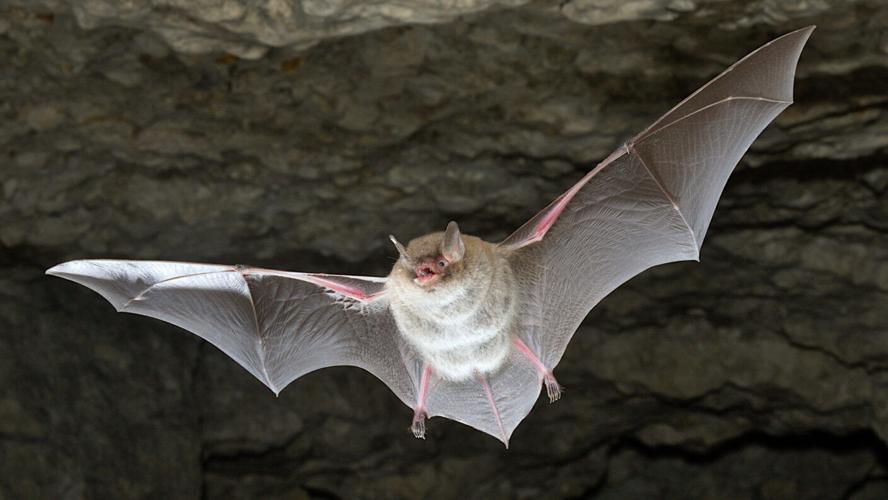 Genetic time capsule helps researchers rewrite the bat family tree and trace the origins of flight, echolocation
