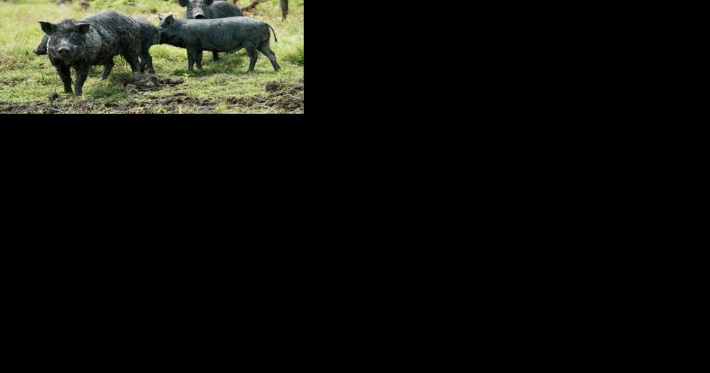 Toxicant effective tool to reduce feral hog populations - Vimarsana News