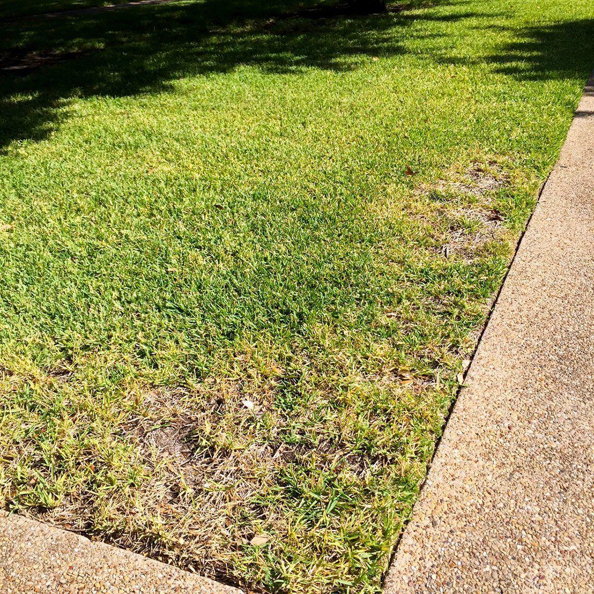 Chinch bugs can quickly kill grass patches