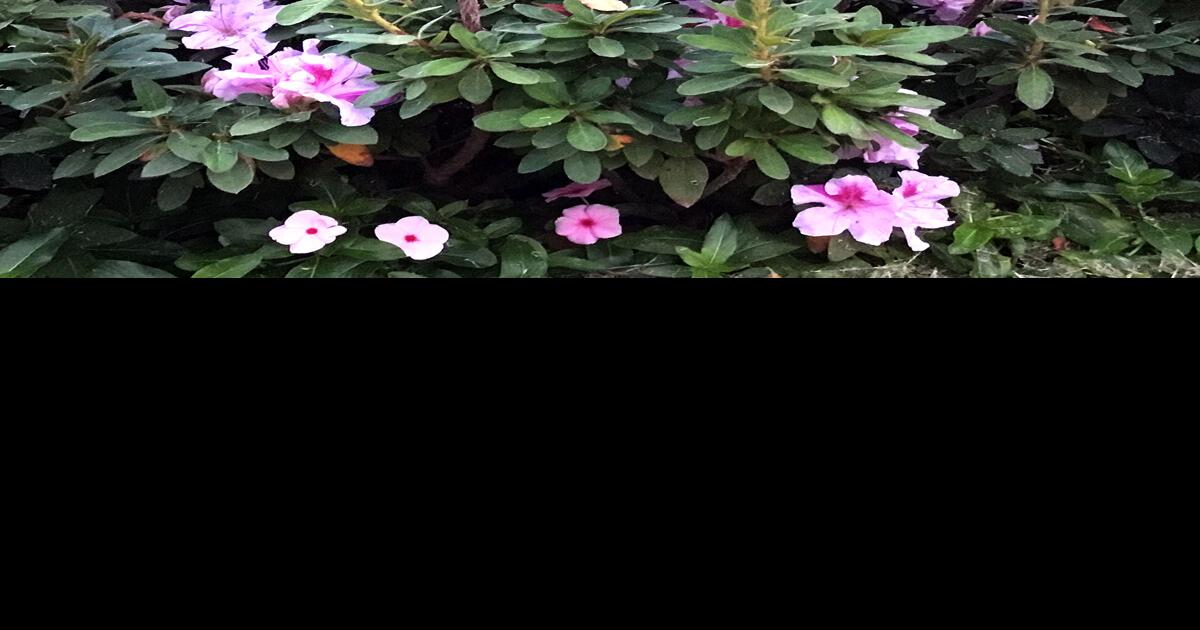 Neil Sperry Prune azaleas after each flowering round