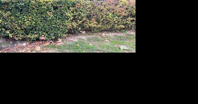 Neil Sperry: Important to find the right-sized plant for your landscape - Vimarsana News