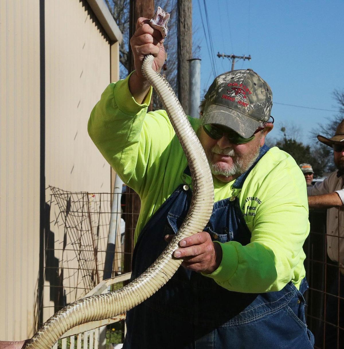 Thousands attend first day of Rattlesnake Roundup in Oglesby News