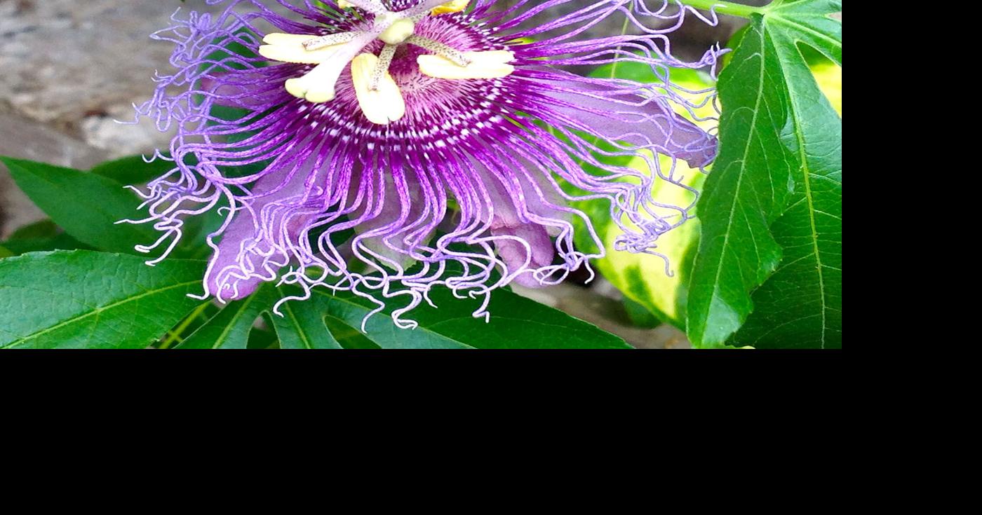 Neil Sperry: Passionflower vine making unwelcomed sprouts