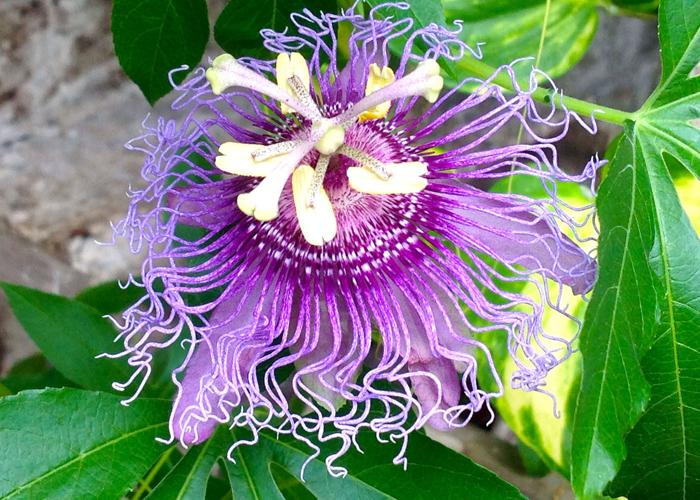 Neil Sperry: Passionflower vine making unwelcomed sprouts