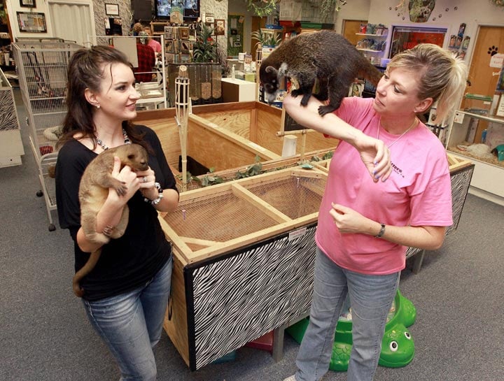 Hewitt Drive Store Has Success Offering Exotic Pets Services Business News Wacotribcom