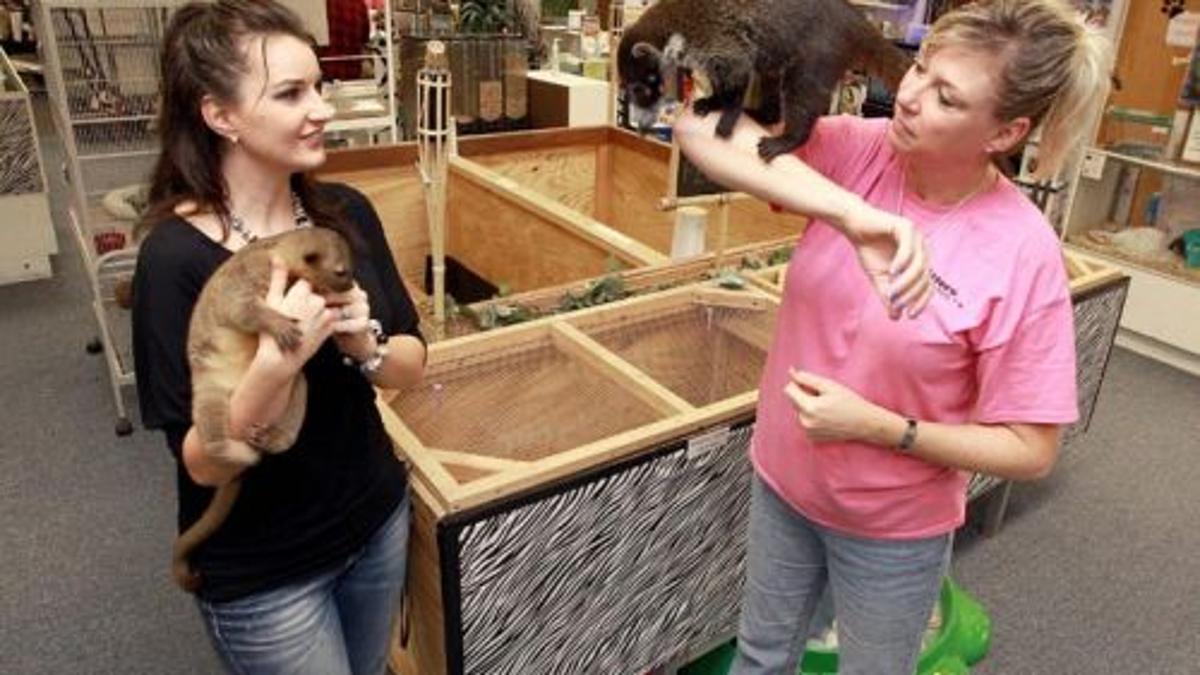 Hewitt Drive Store Has Success Offering Exotic Pets Services Business News Wacotrib Com