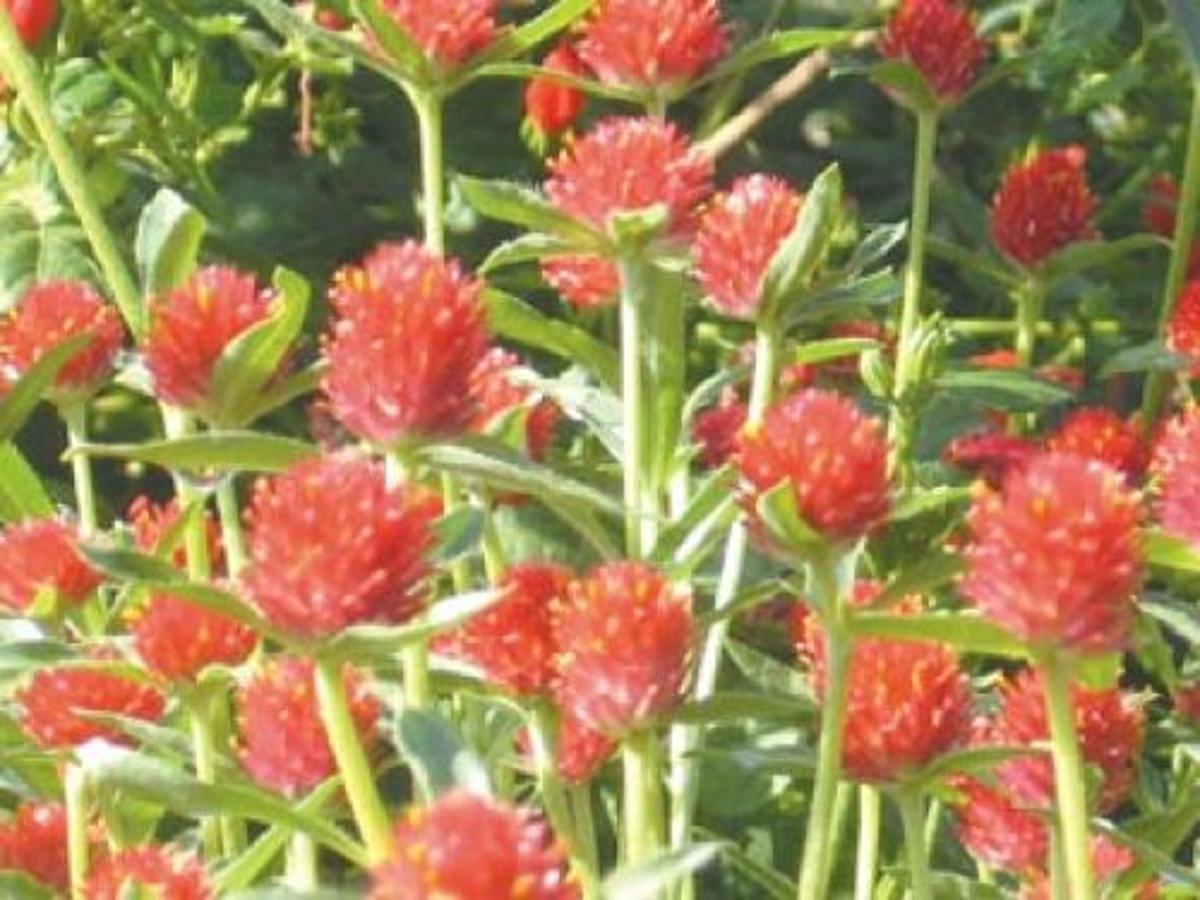 Some Like It Hot Easy To Grow Heat Resistant Plants For Central Texas Gardeners Entertainment Wacotrib Com