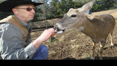 Deer Ranching A Major Business In Central Texas And Across State Local News Wacotrib Com