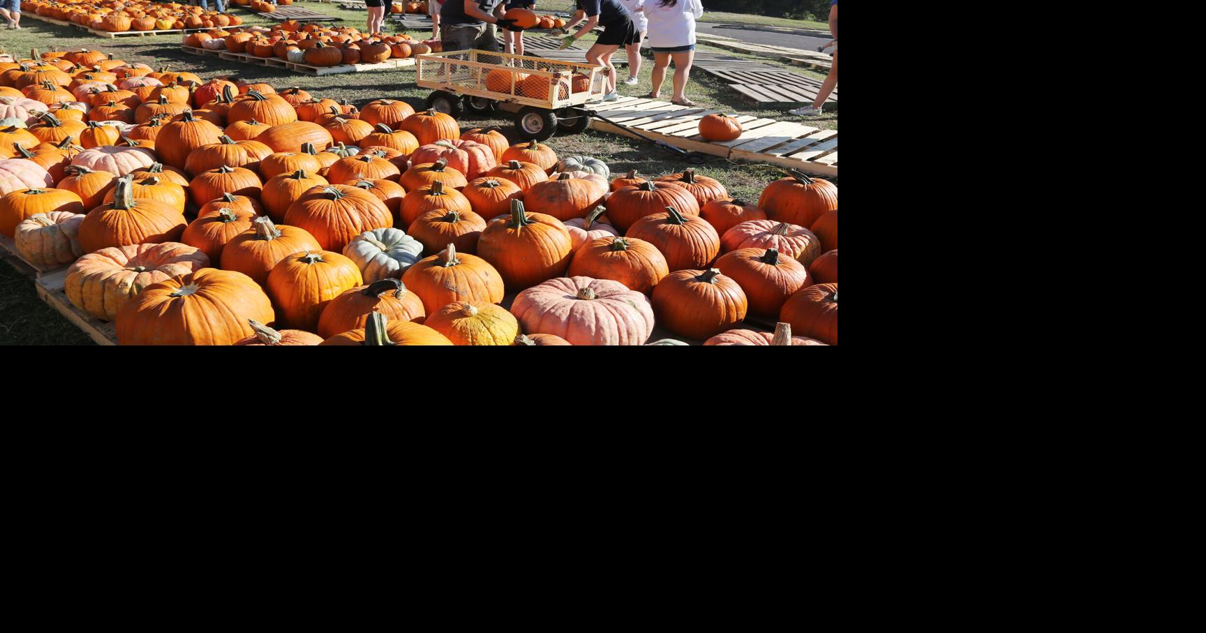 PHOTOS — Pumpkins arrive for fall at Central Christian Church in Waco