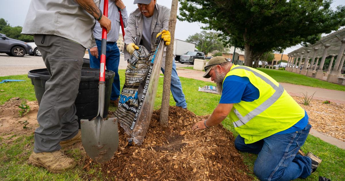 New Heritage Square trees part of growing urban forest focus