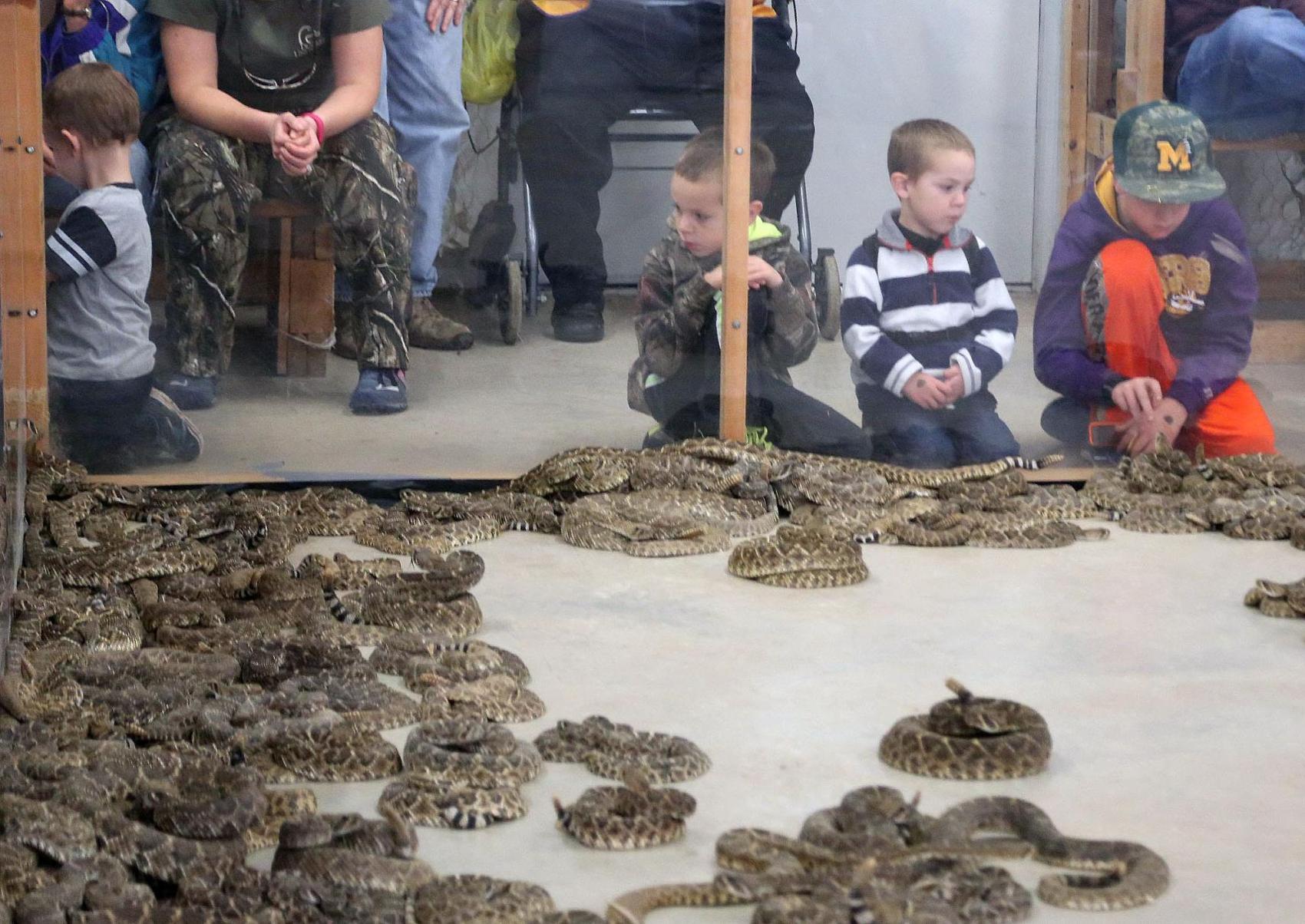 Thousands attend first day of Rattlesnake Roundup in Oglesby News