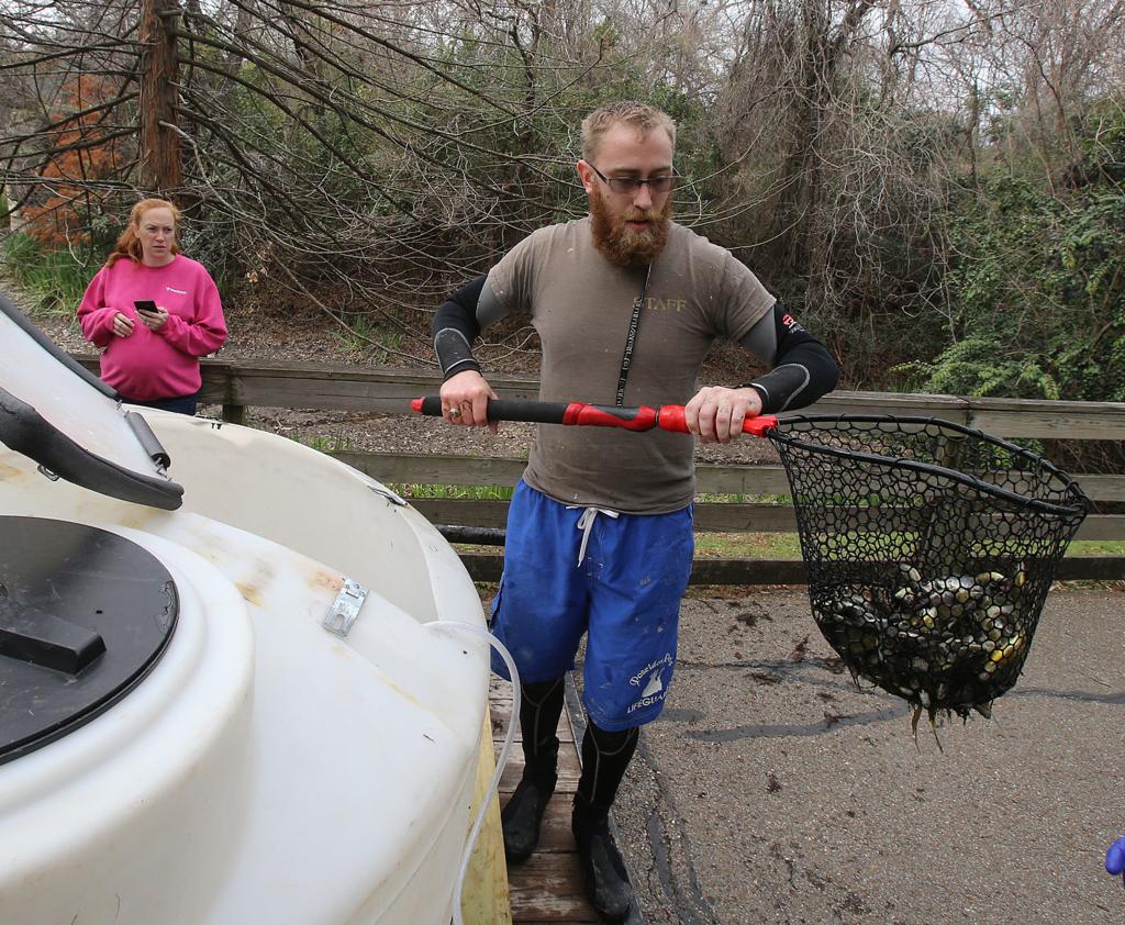 Cameron Park Zoo Fish Exiled To Brazos Ahead Of Lake Leak Repair Education Wacotrib Com