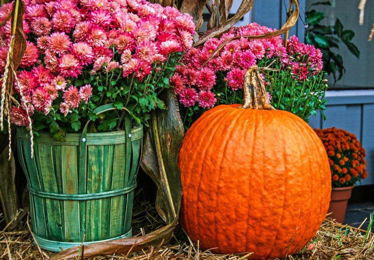 Garden - pumpkin flowers.jpg