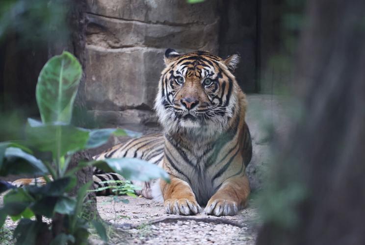 Waco zoo s Sumatran tiger Kucing dies amid cancer treatments 