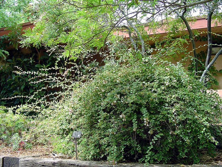 Garden Enhance yard with flowering shrubs, trees Waco Today