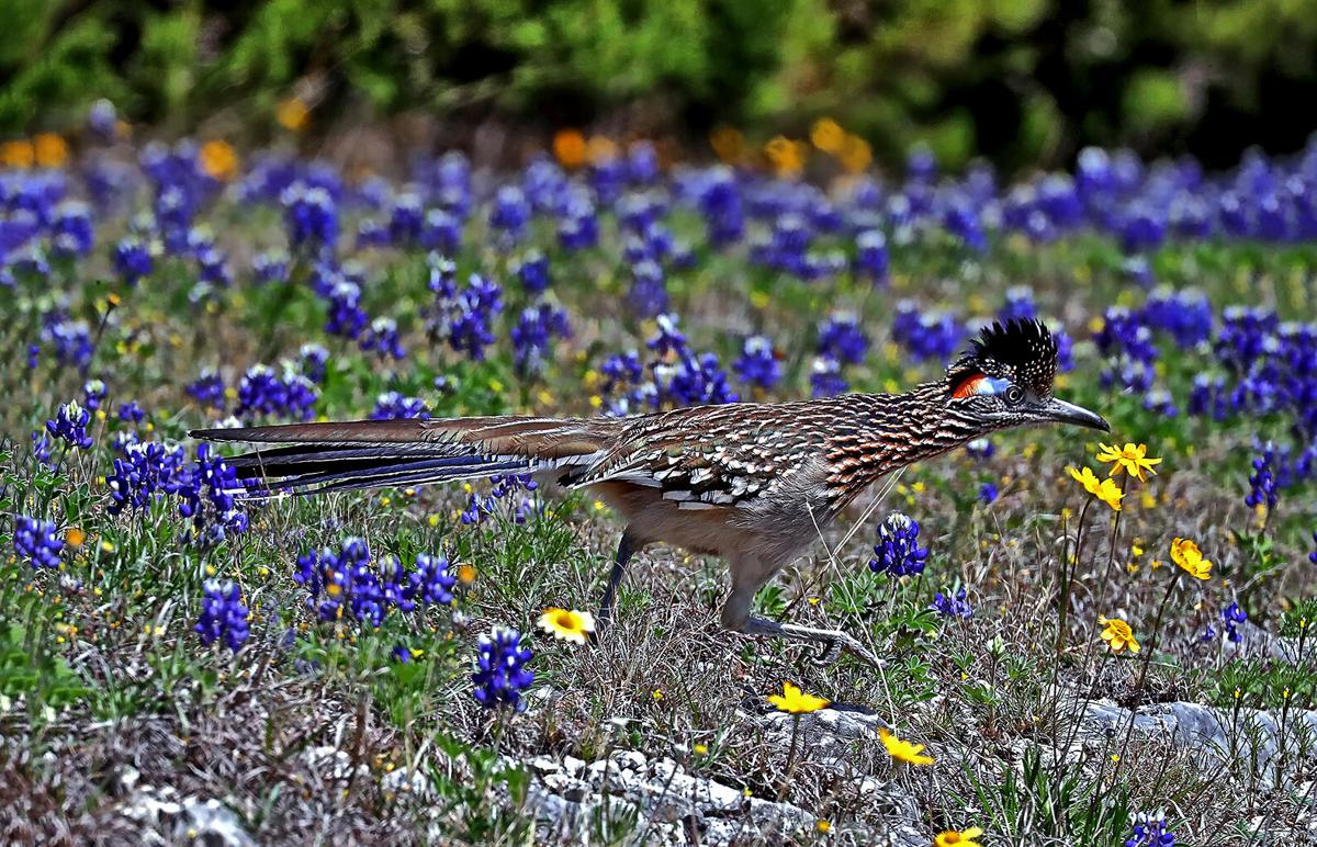 Bluebonnets Around Waco Brush Off Frozen February To Make Spring Texas Debut Local News Wacotrib Com