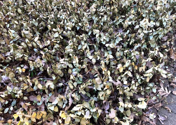 Neil Sperry: Passionflower vine making unwelcomed sprouts