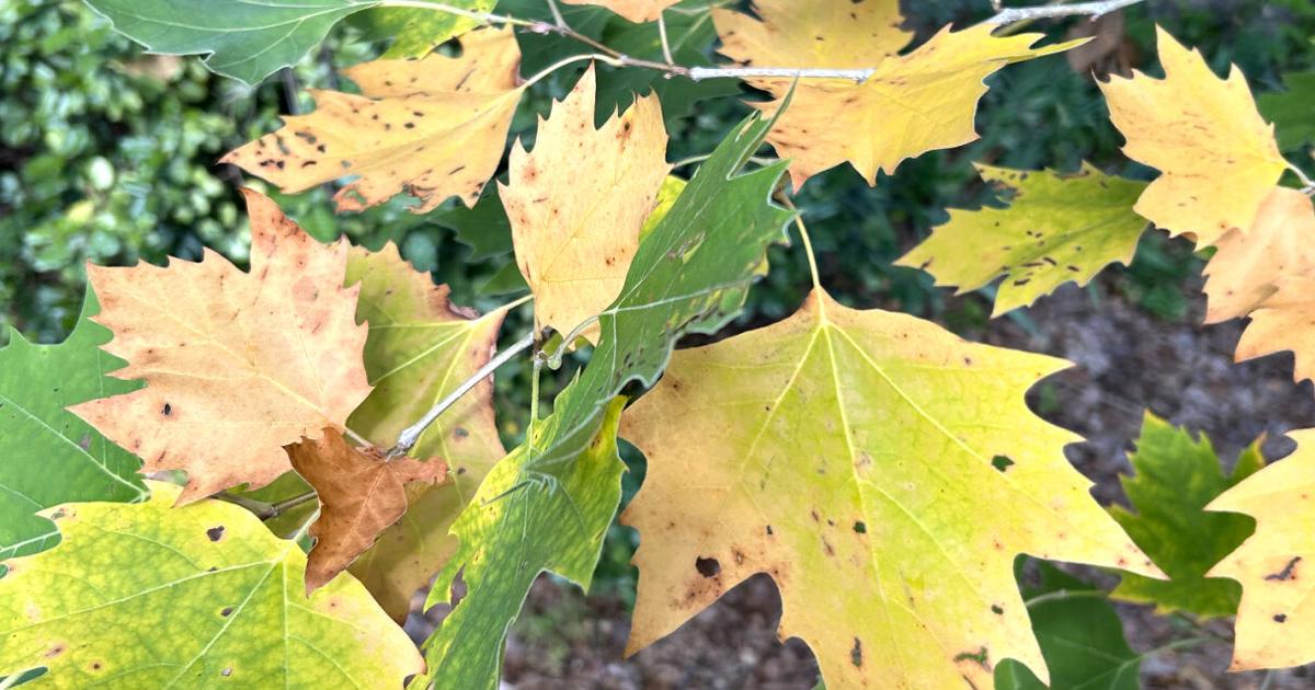 Neil Sperry: Yellowing tree leaves most likely caused by drought