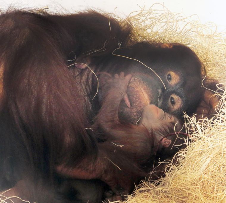 It s a girl  Baby orangutan  born at Cameron Park Zoo 