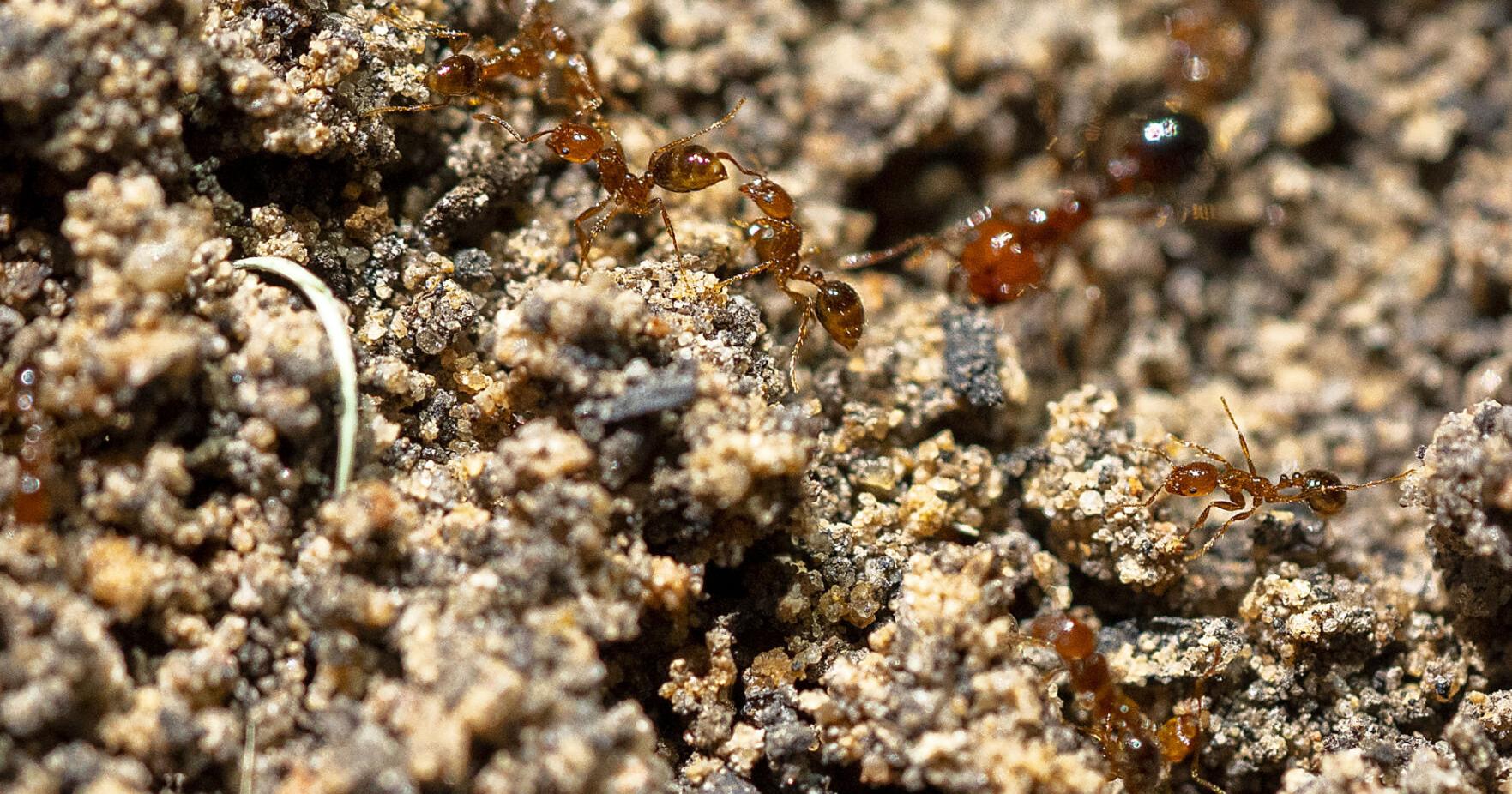 Spring is the time to 'two-step' toward fire ant control - Vimarsana News