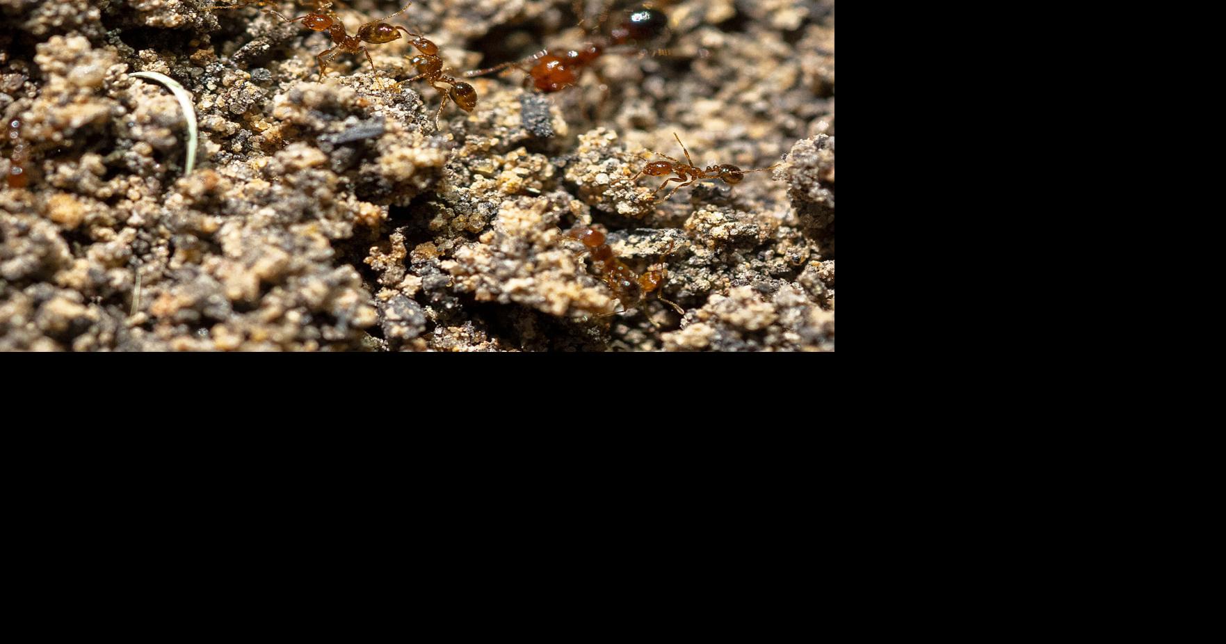 Spring is the time to ‘two-step’ toward fire ant control