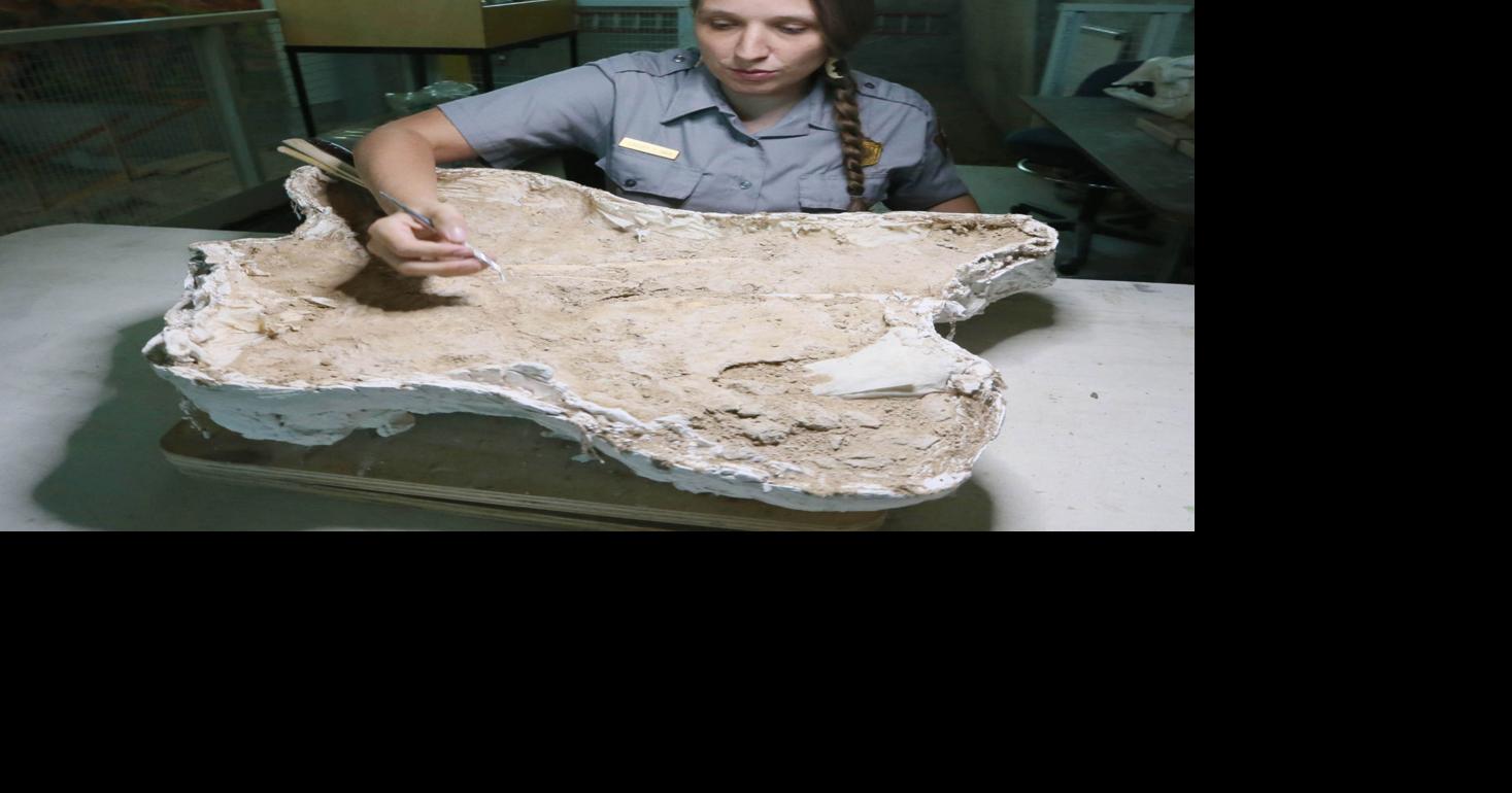 Yann with the plan: New paleontologist looks to make most of mammoth ...