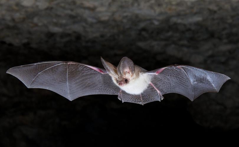 Genetic time capsule helps researchers rewrite the bat family tree and trace the origins of flight, echolocation