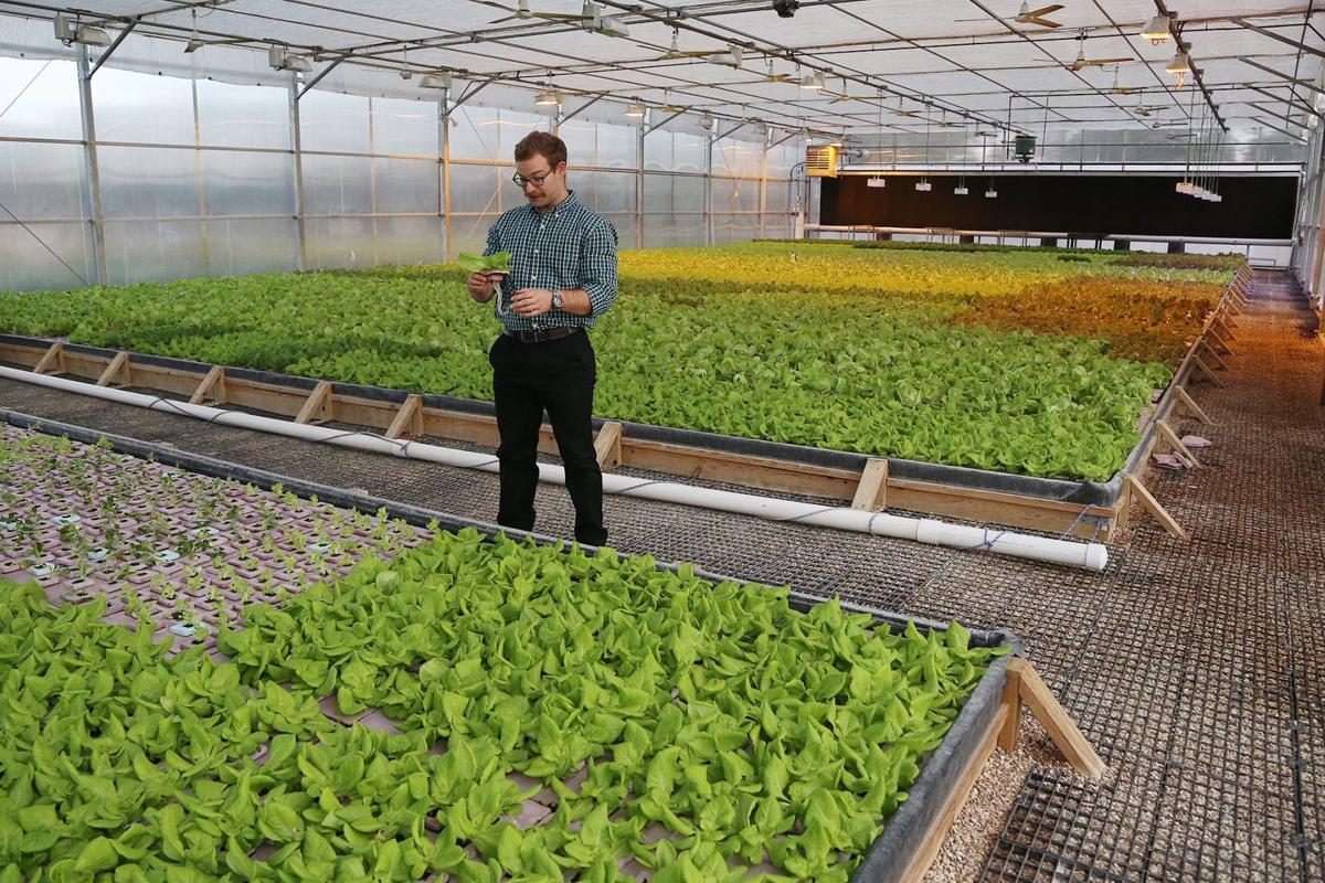 Waco Hydroponic Startup Finds Statewide Success In Lettuce