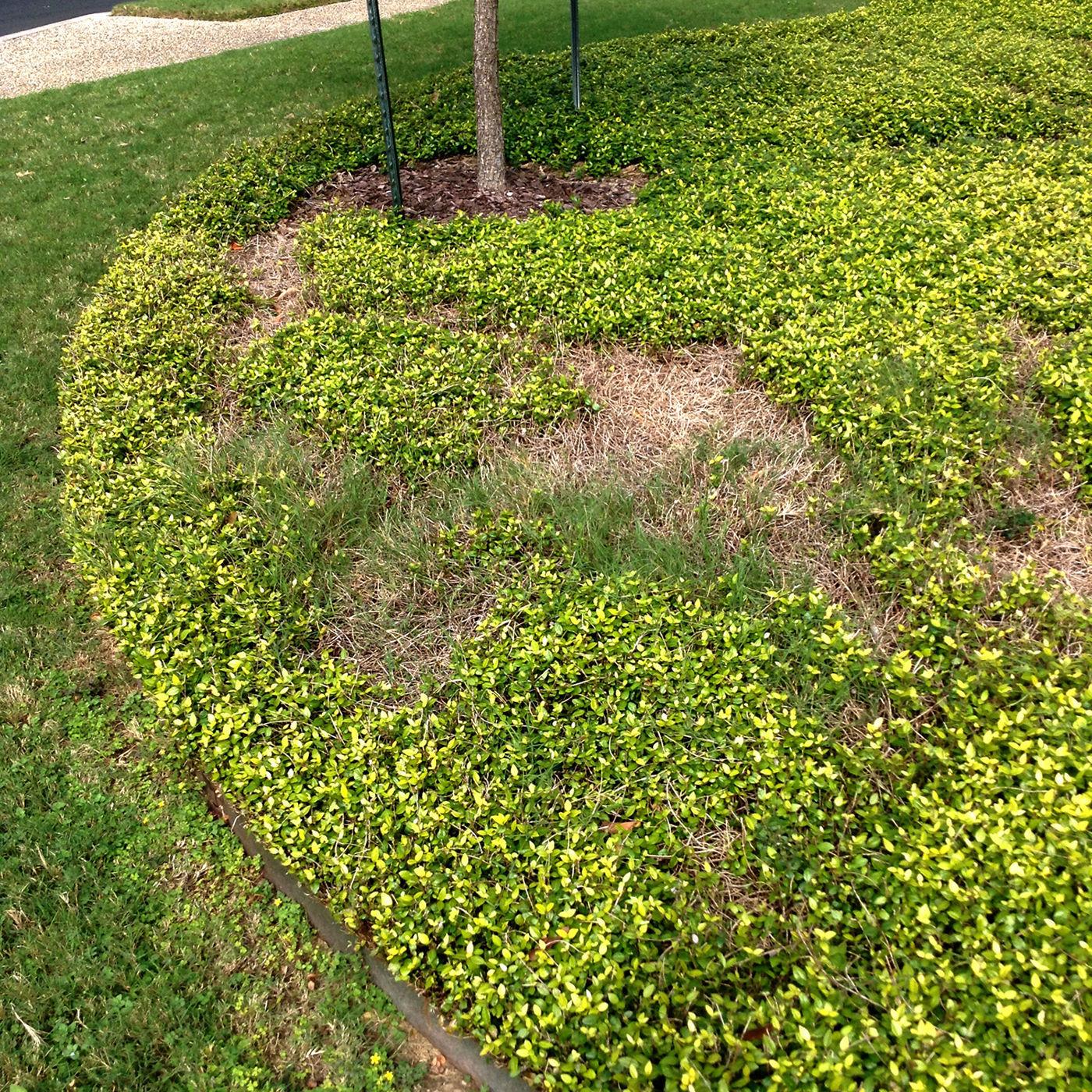 Sperry Asian Jasmine Dead Patches Likely Got Too Dry Latest Headlines Wacotrib Com