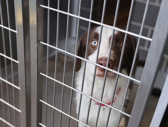 Over-capacity Waco animal shelter waiving adoption fees