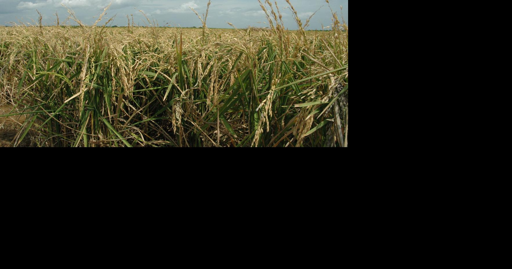 Texas rice farmers experiencing bumper 2018