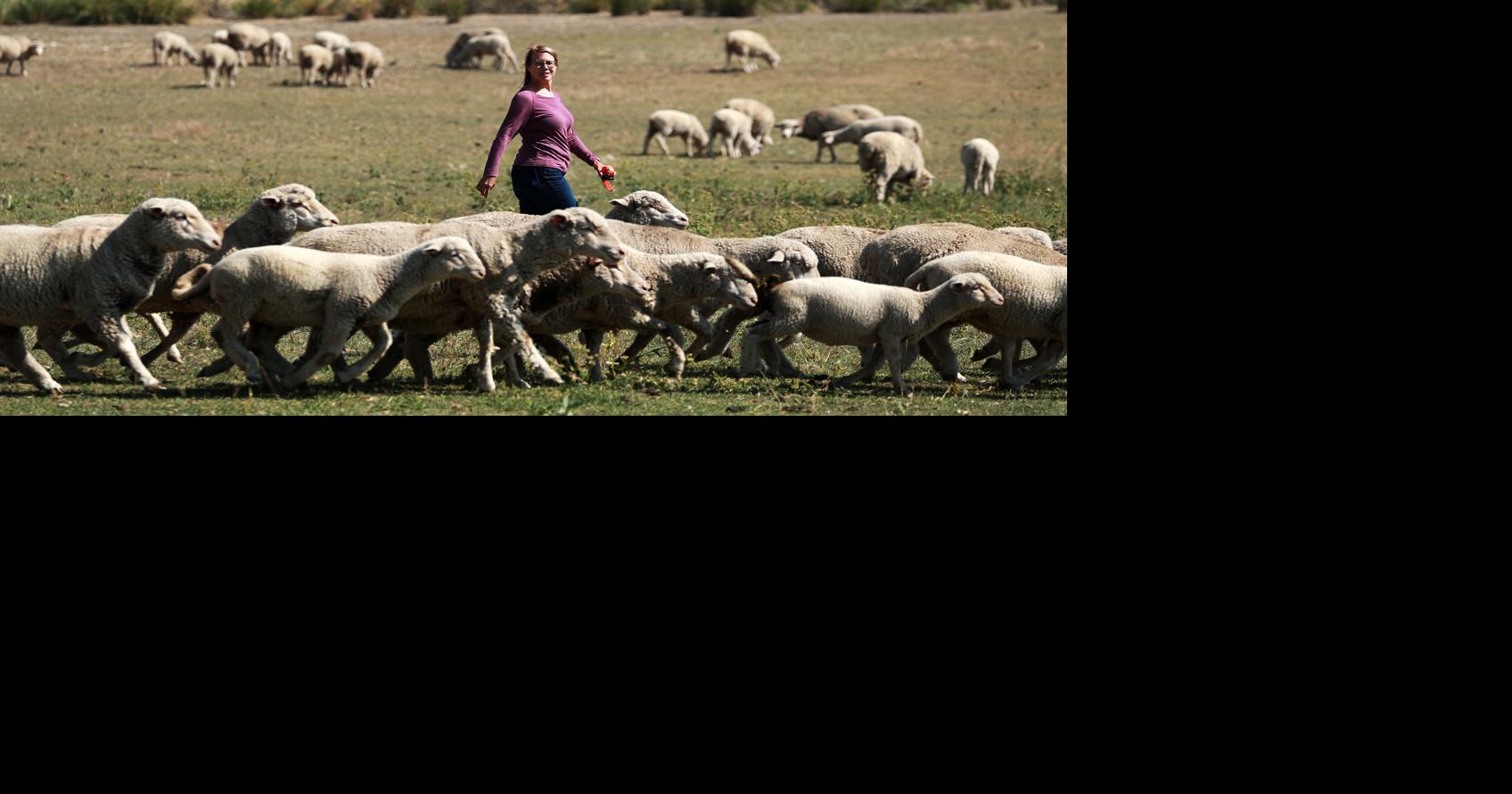 Wacoarea news briefs Monday to focus on livestock, hunting