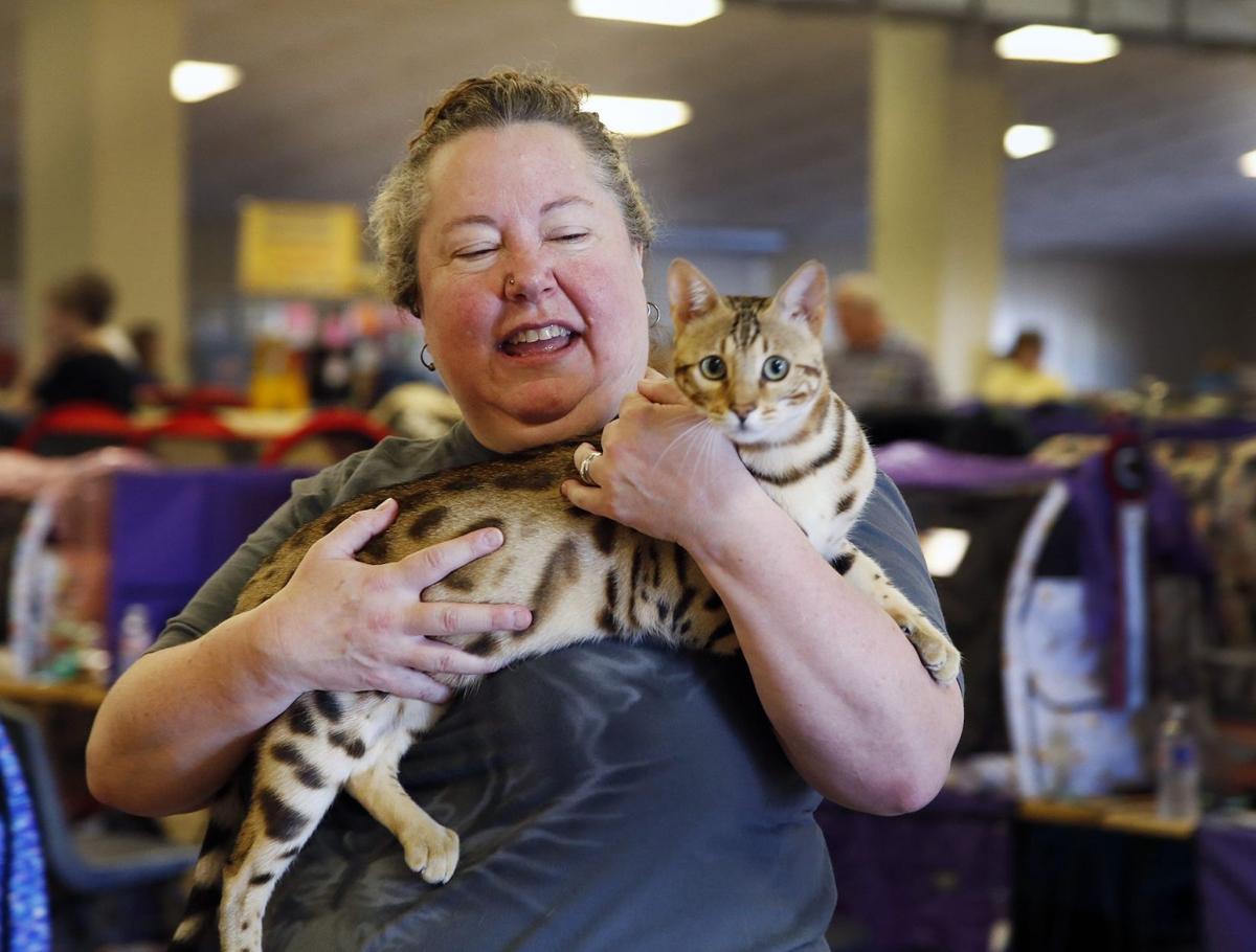 Primped Felines Invade Fairgrounds For Cat Show News Wacotrib Com