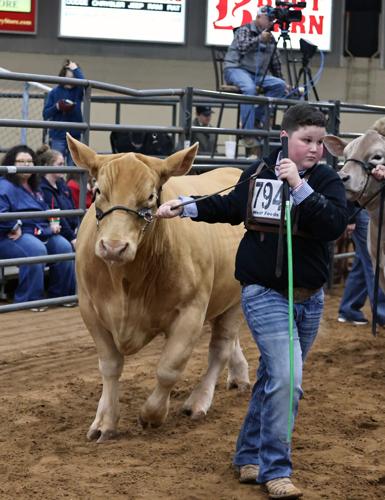 Grand champ steer fetches $18K at McLennan livestock show