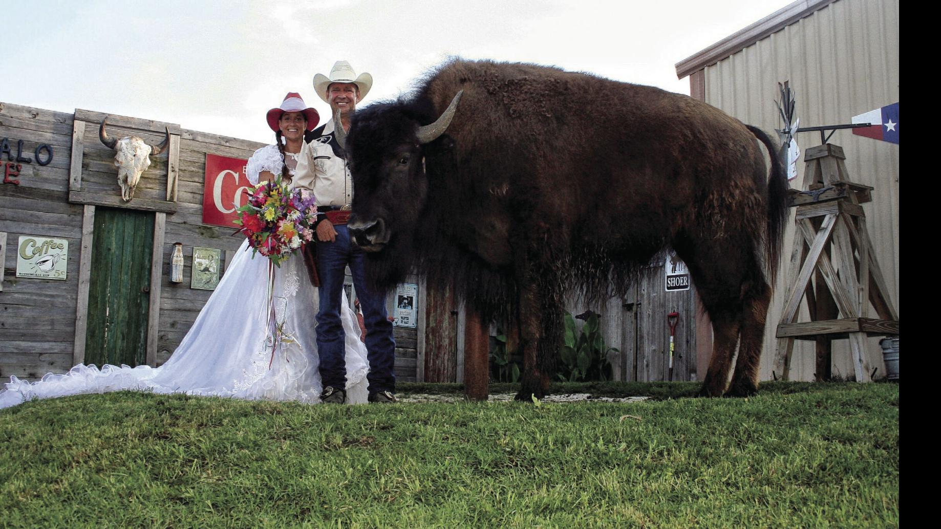World S Largest House Pet Quinlan Couple Allows Domesticated Bison Into Their Home Waco Today Wacotrib Com