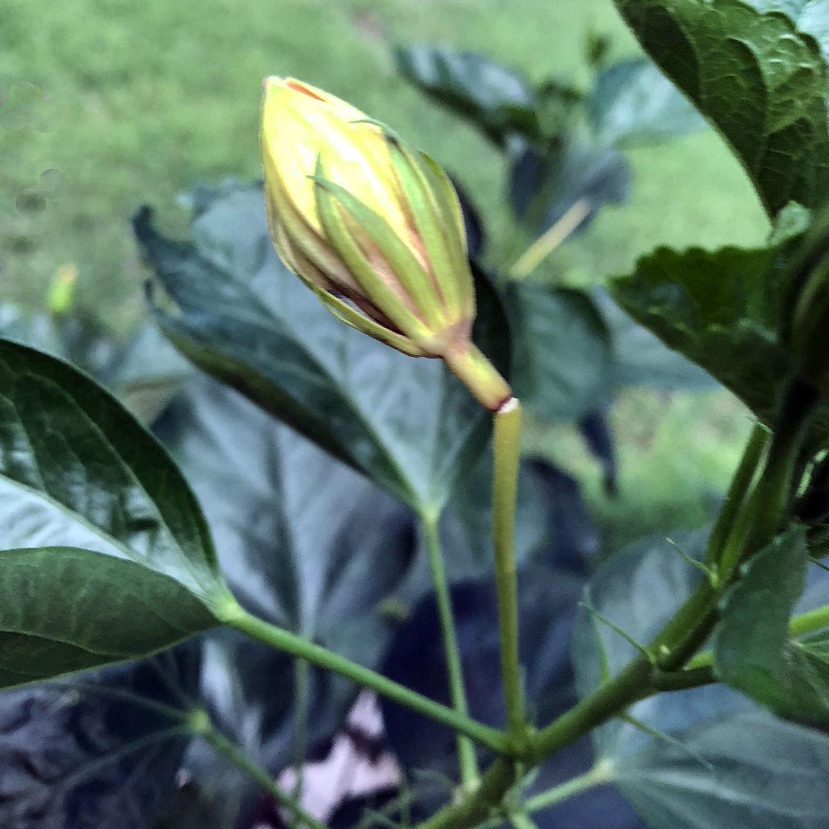 Sperry Hot Dry Weather Causes Problems For Hibiscus Plant Latest Headlines Wacotrib Com