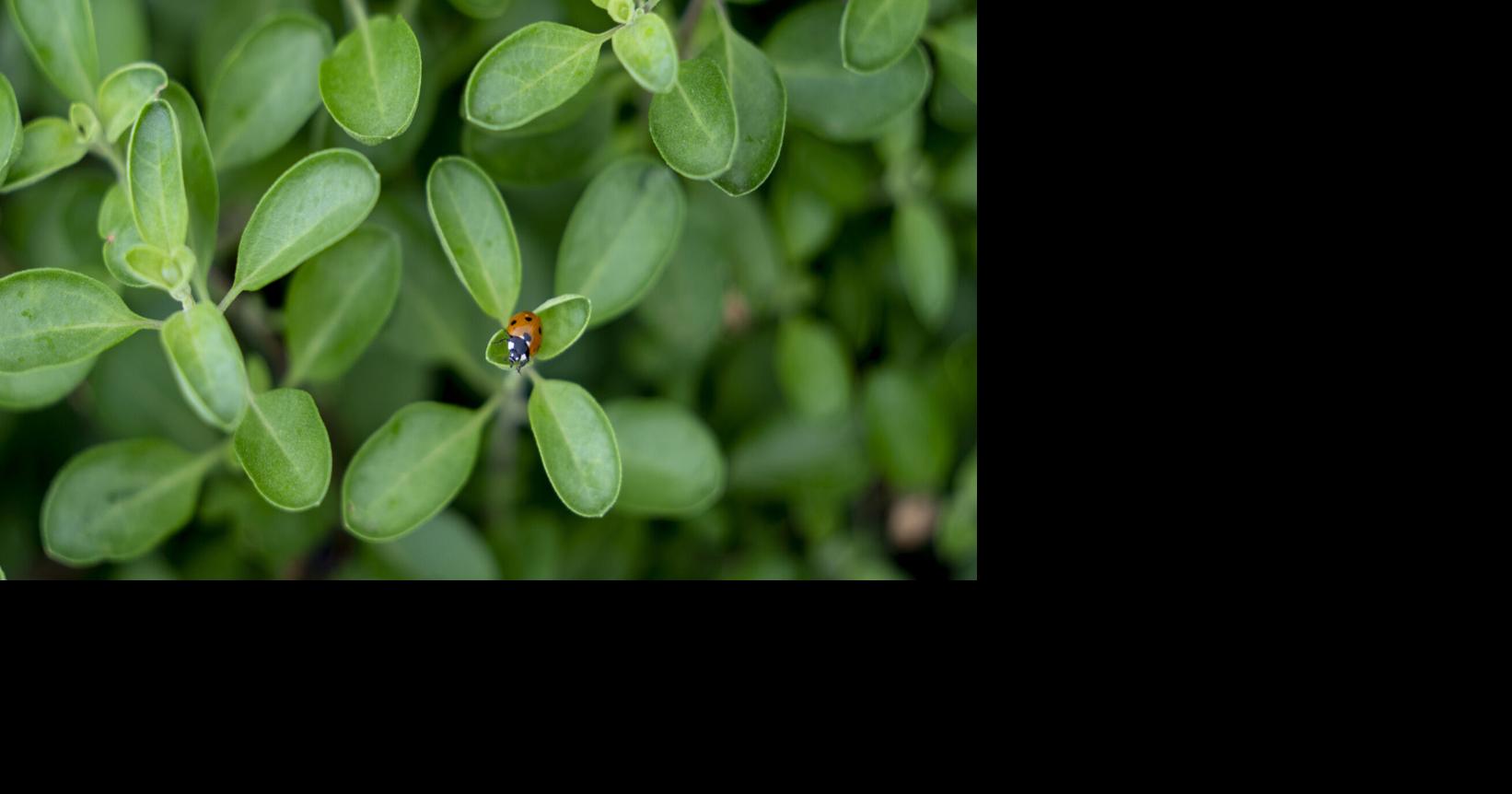 Are swarming ladybugs harmful?