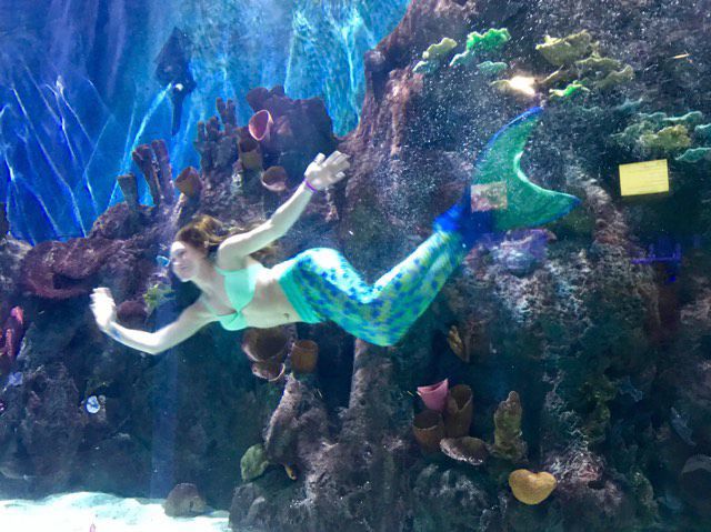 Mermaids returning to Cameron Park Zoo aquarium
