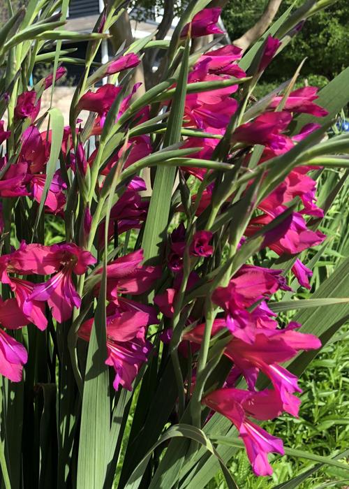 Byzantine gladiolus