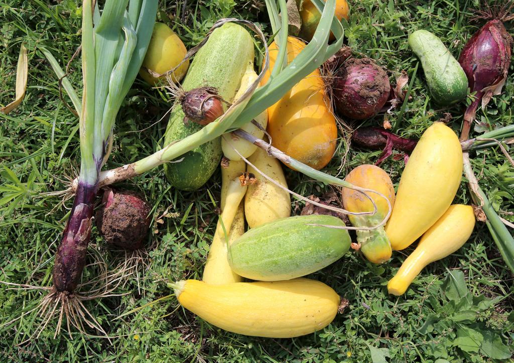 East Waco Community Garden Cultivating Fresh Produce Youth Experience Local News Wacotrib Com