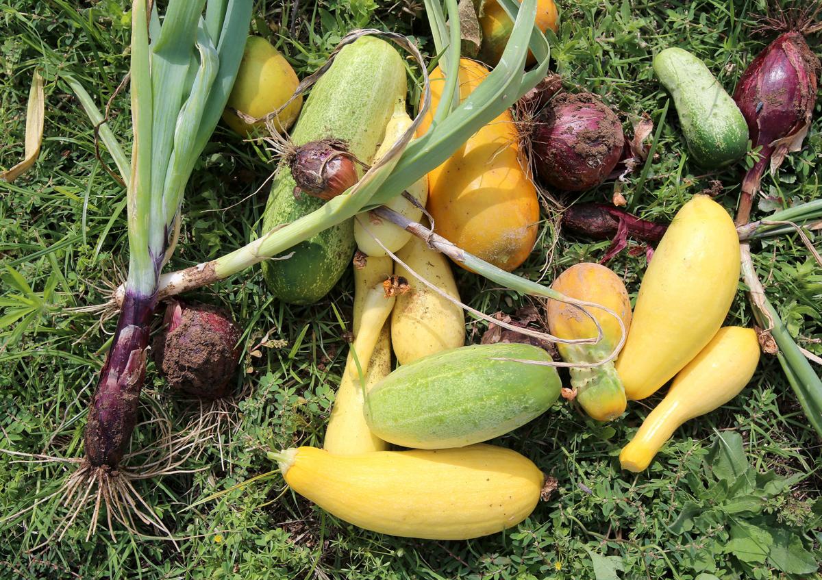 East Waco Community Garden Cultivating Fresh Produce Youth Experience Local News Wacotrib Com