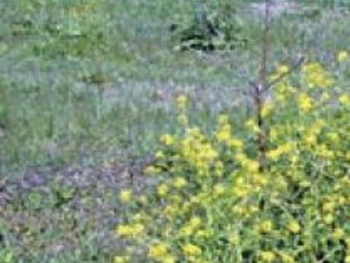 Yellow Peril Threatens Texas Wildflowers Entertainment Wacotrib Com