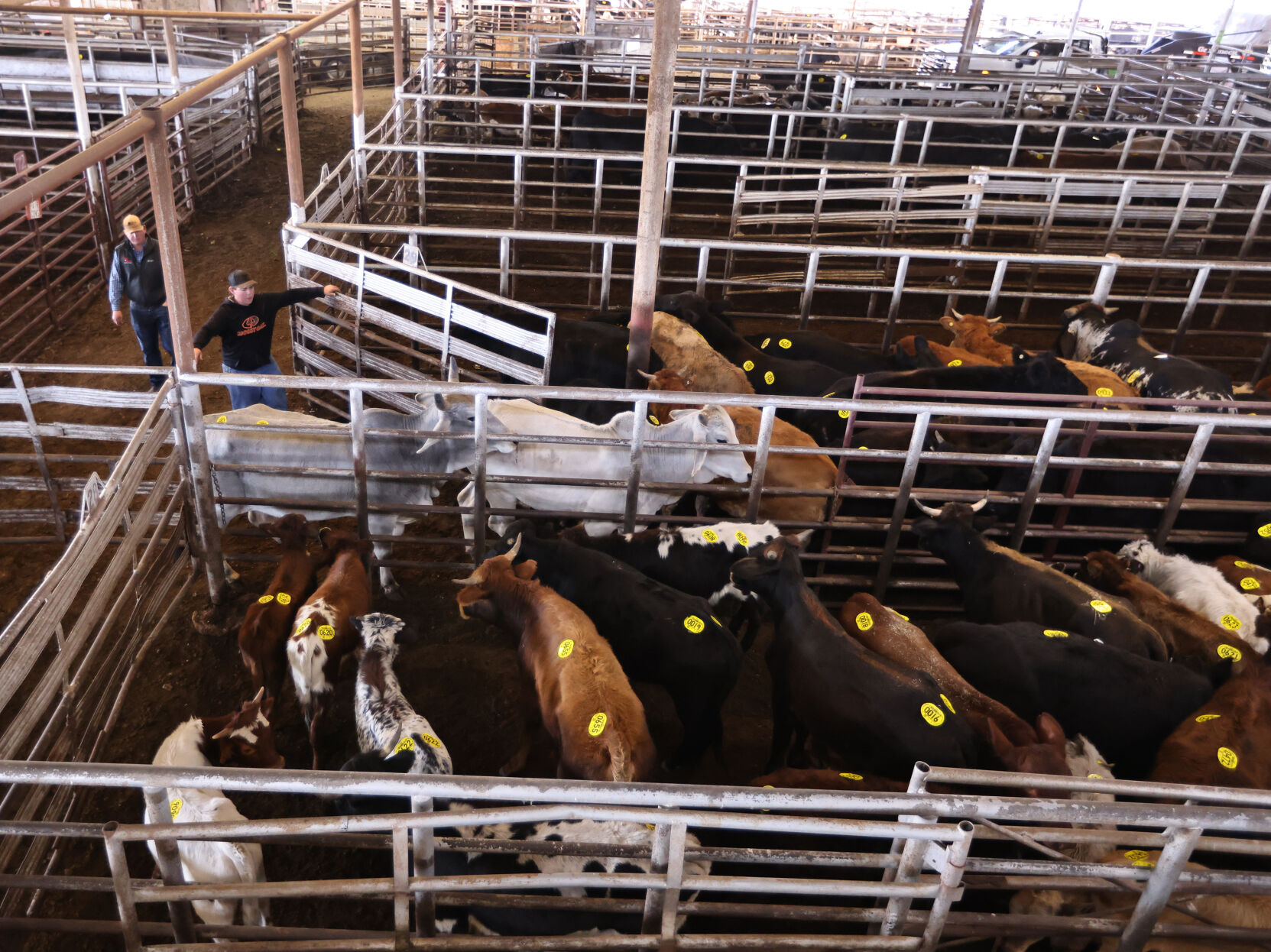 Beef Prices Will Keep Rising In 2024 Local Experts Say   65a0632a70bb2.image 