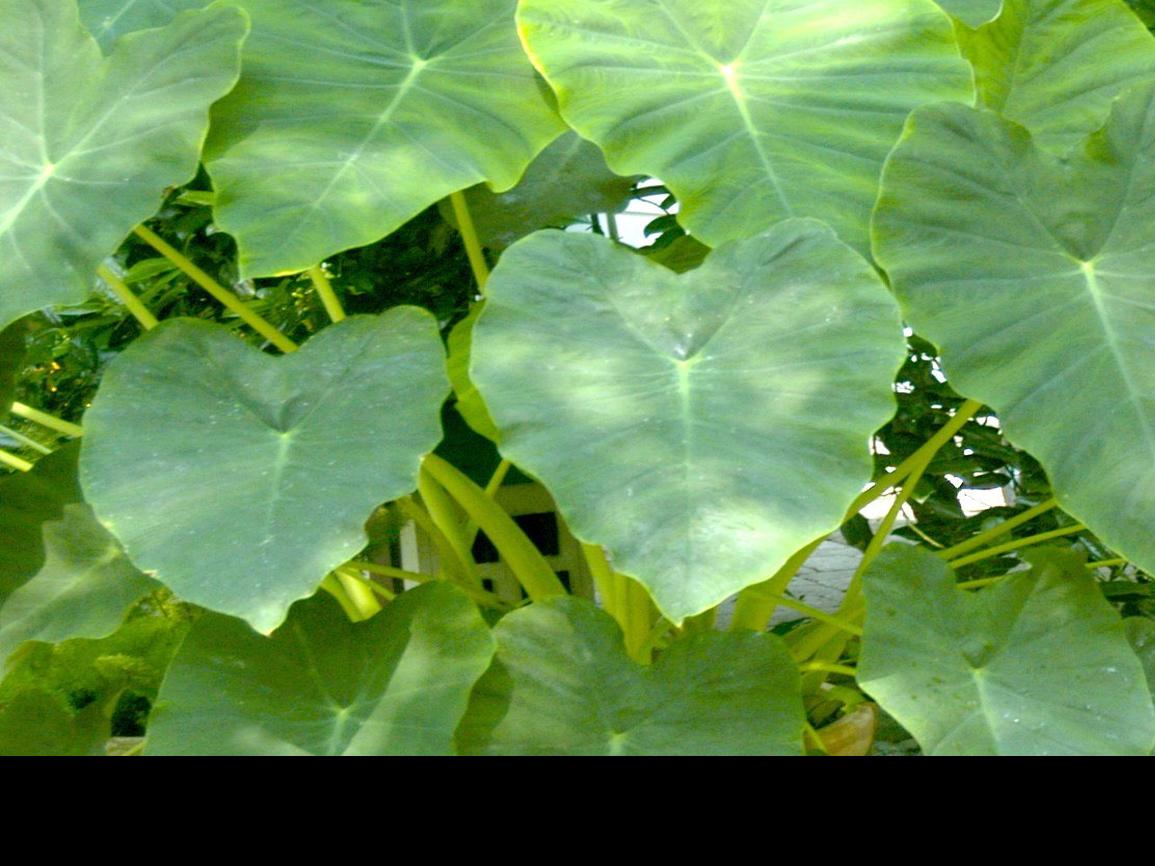 Mulch Over Elephant Ears Before Cold Weather Wacotrib Com
