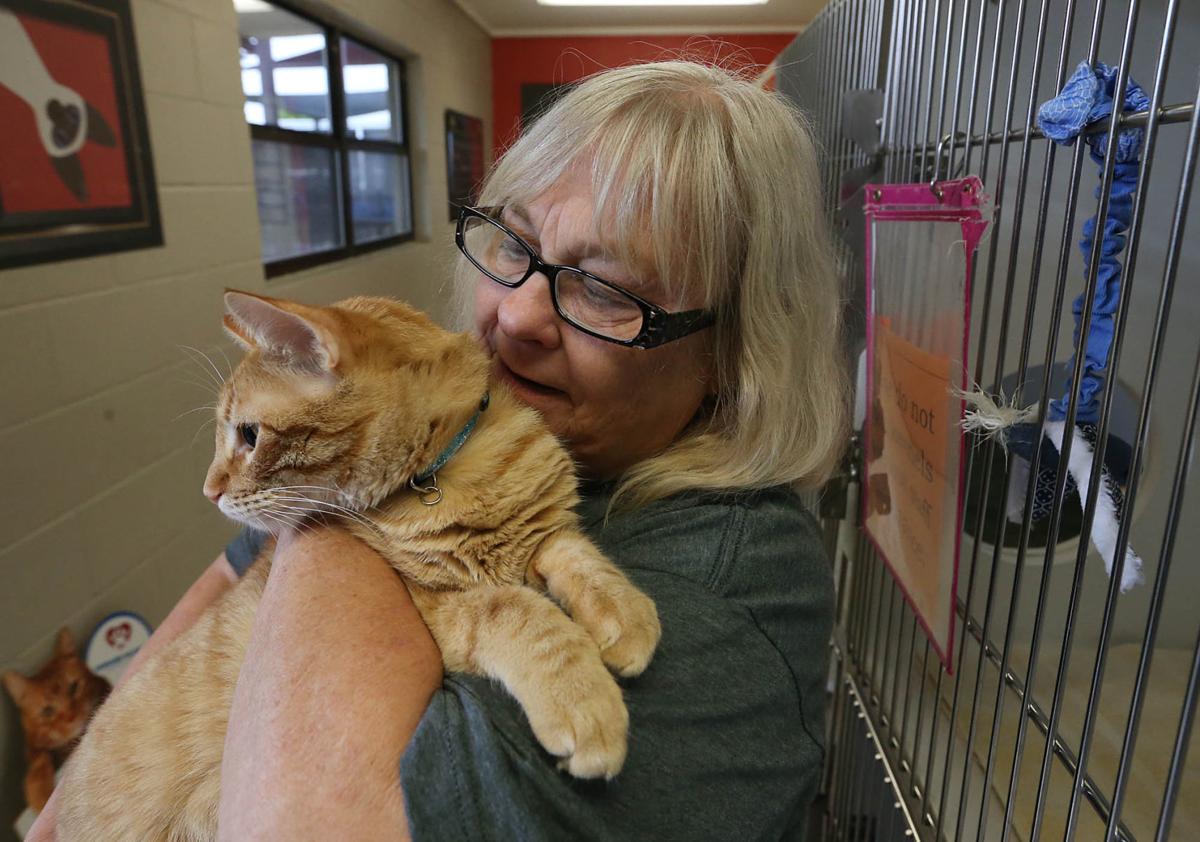 Animal Shelter Not Seeing Usual Spring Influx Of Kittens