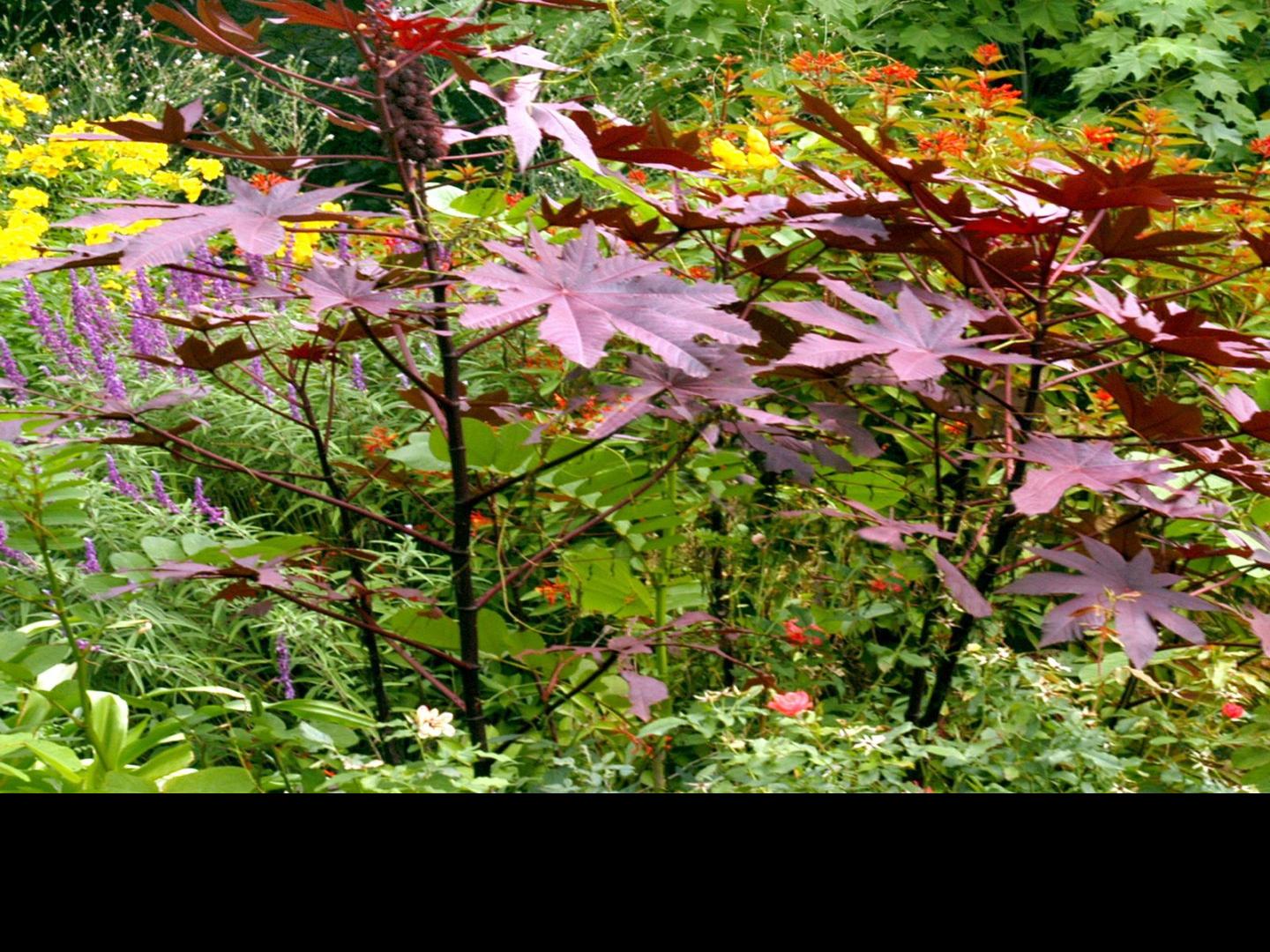 Label Could Solve Mystery Of Slow Growing Dogwood Wacotrib Com