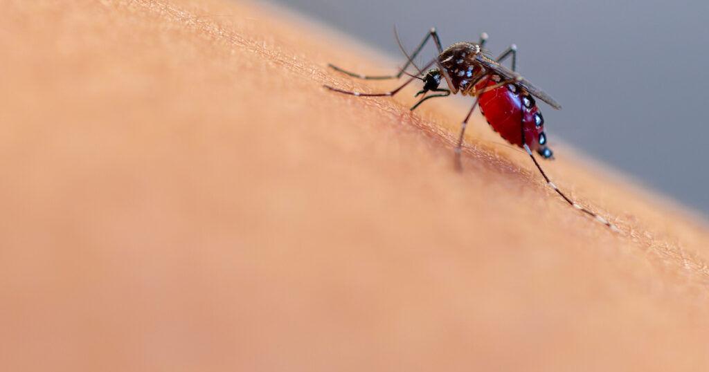 What mosquito species might be reproducing around your home? - Vimarsana News
