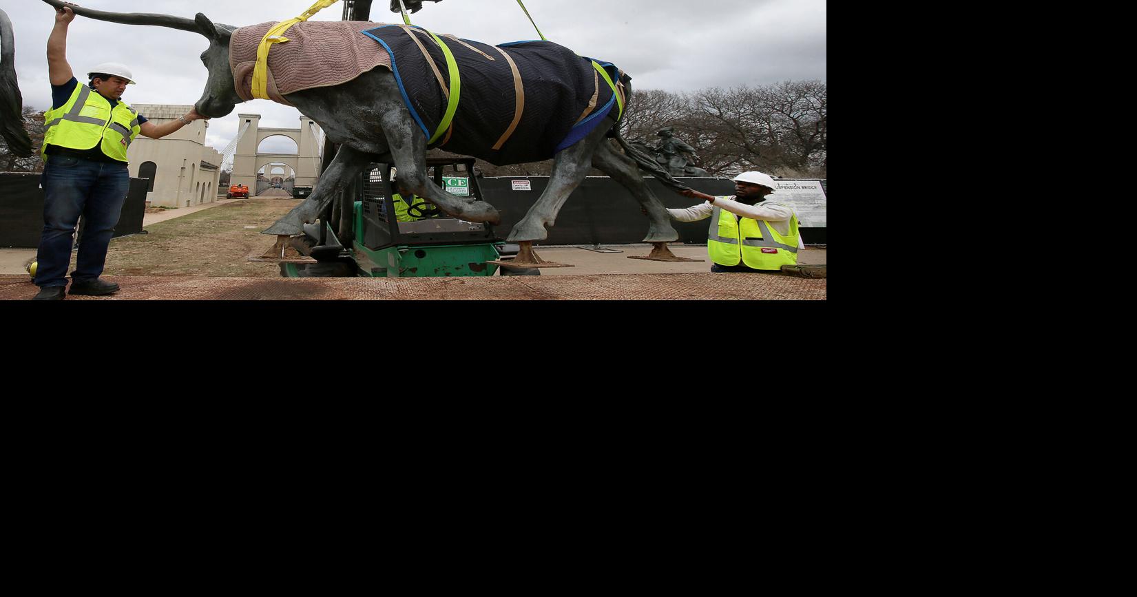 Bronze cattle statues on the move during Waco Suspension Bridge overhaul