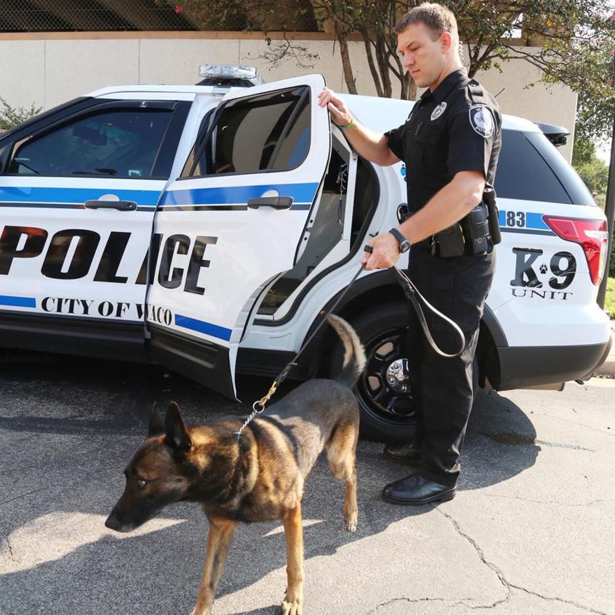 Waco Police Restart K 9 Program After Review Prompted By Dog S Attack Death Crime Wacotrib Com Waco Police Restart K 9 Program After Review Prompted By Dog S Attack Death Crime Wacotrib Com