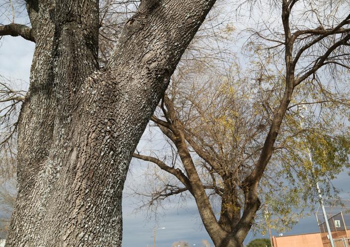 Adam Hall's enigmatic Arizona career appears over - Arizona Desert Swarm